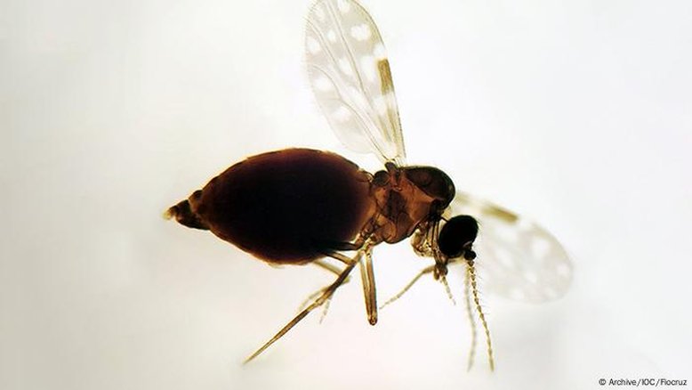 Oropouche pode levar a novo surto de microcefalia no Brasil?