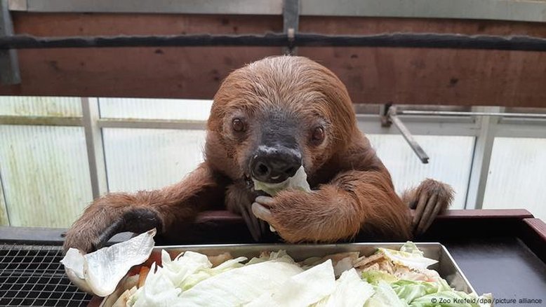 Bicho-preguiça mais velho do mundo morre em zoo na Alemanha