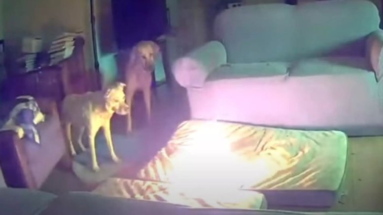 Cachorro causa incêndio em casa após roer bateria de celular
