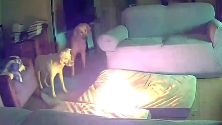 Bom menino? Cachorro mastiga carregador portátil e incendeia casa nos EUA