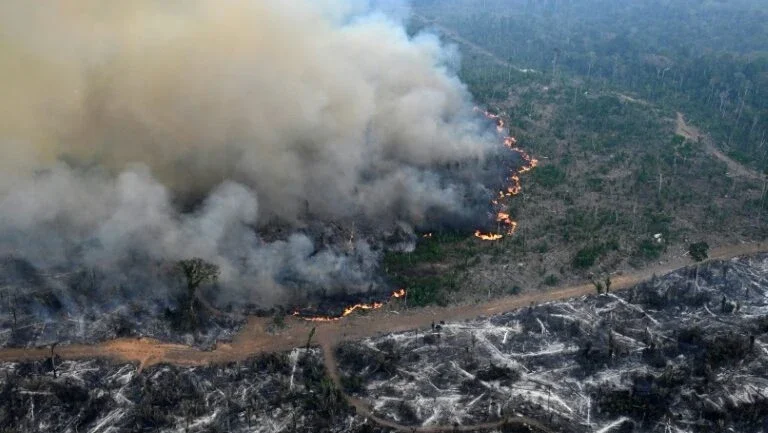 Desmatamento cai em todos os biomas do Brasil pela primeira vez em seis anos