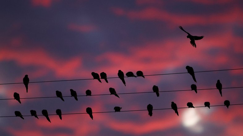 Gritos, fezes e quedas de energia: invasão de papagaios provoca caos em cidade argentina