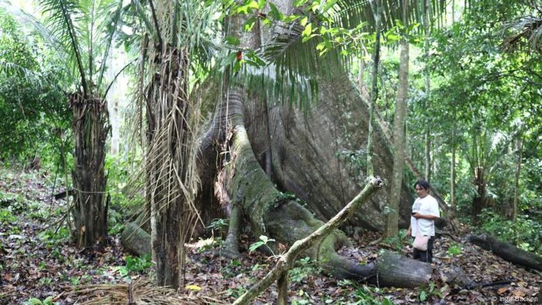 É falso que 80% da biodiversidade do planeta está em terras indígenas, diz estudo