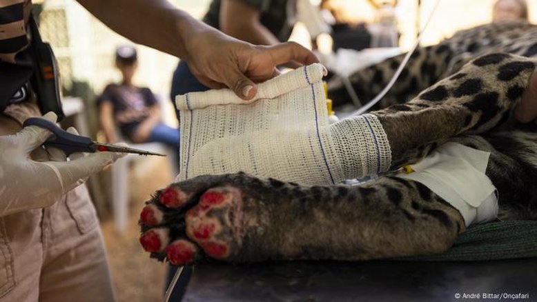 Morte e sobrevivência: o impacto do fogo nos animais do Pantanal