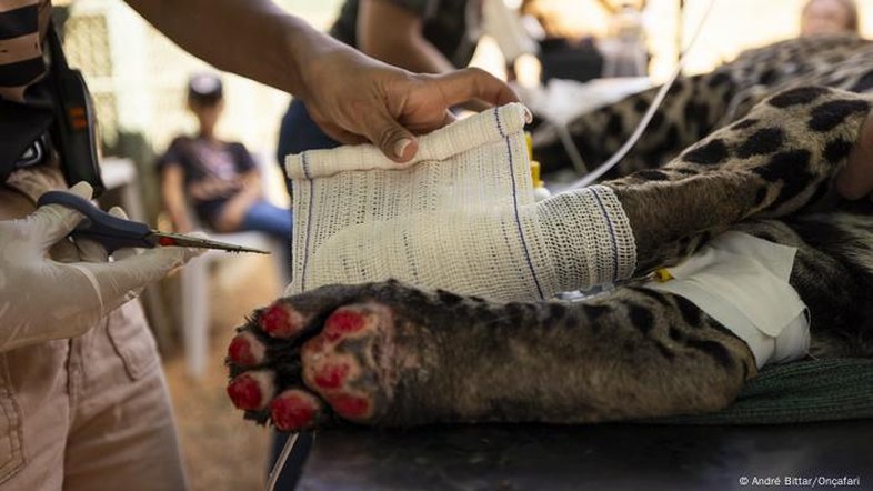 Morte e sobrevivência: o impacto do fogo nos animais do Pantanal