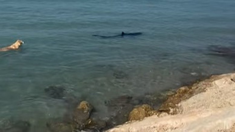 O cachorro foi filmado pelo próprio dono Foto/ TikTok: @davidlopeze