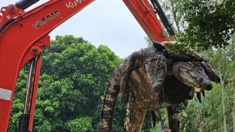 Para evitar fuga em massa, criador abate 125 crocodilos na Tailândia; entenda