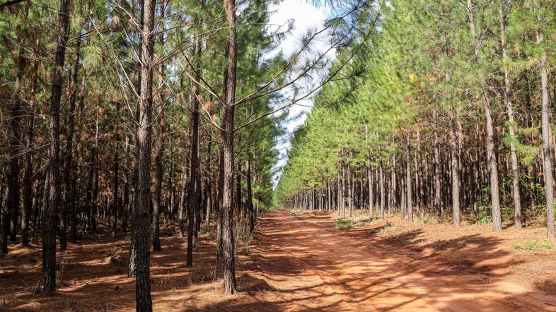 floresta faber-castell