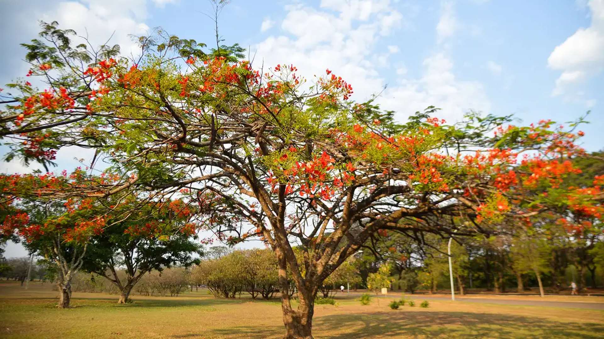 Meteorologia: confira a previsão do tempo para a primavera, que começa no domingo