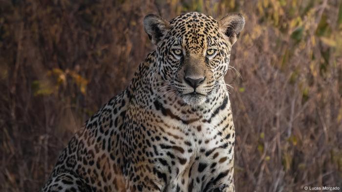 Onças-pintadas resgatadas dos incêndios retornam ao Pantanal