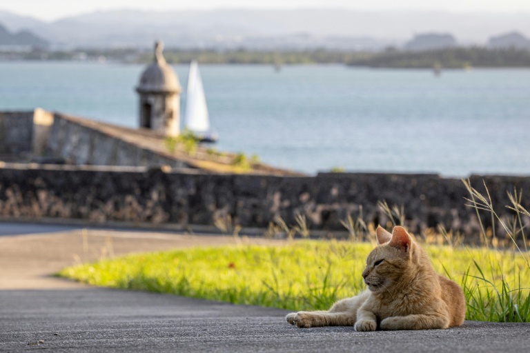 Ativistas lutam contra remoção de gatos de rua em Porto Rico