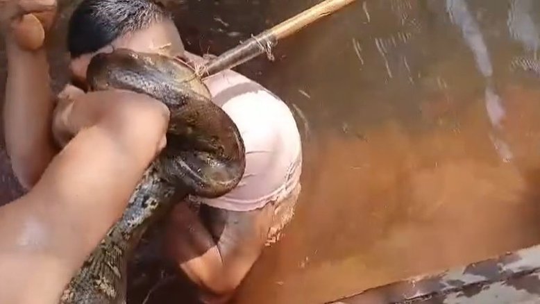 Sucuris atacam em situação de ameaça Foto/Facebook: Olivio De Barros