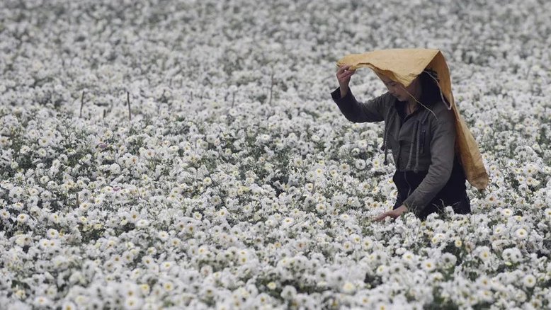 Mulher colhe crisântemos em plantação de flores em Tongxiang, na província chinesa de Zhejiang