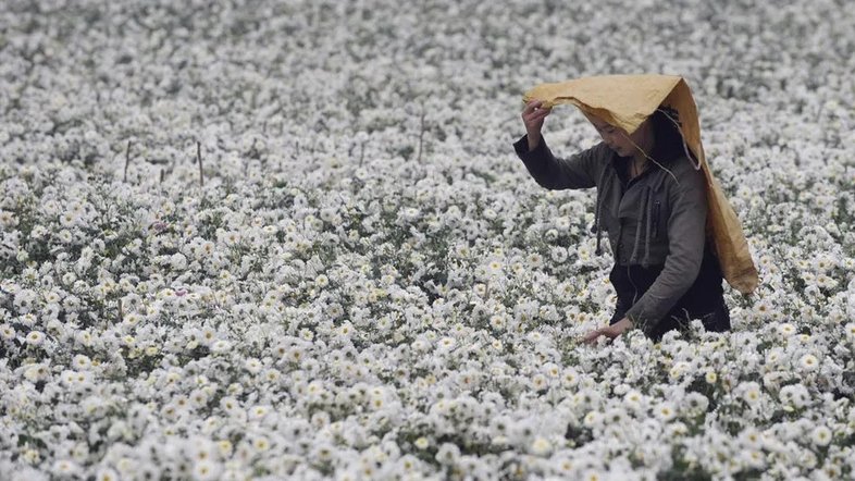 Mulher colhe crisântemos em plantação de flores em Tongxiang, na província chinesa de Zhejiang