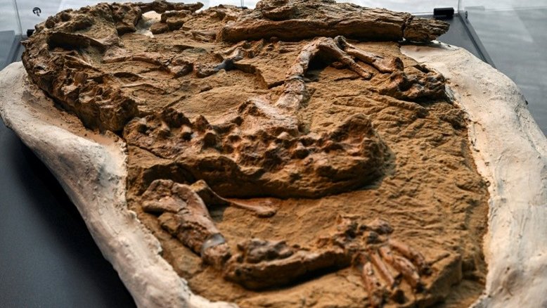 Fóssil de crocodilo de entre 10 a 12 milhões de anos é descoberto no Peru