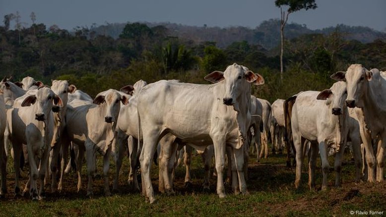 Cadeia da carne ainda tem gargalos ambientais no país
