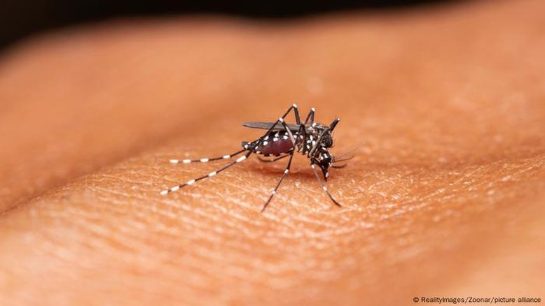 Casos de dengue batem recorde nas Américas em 2024