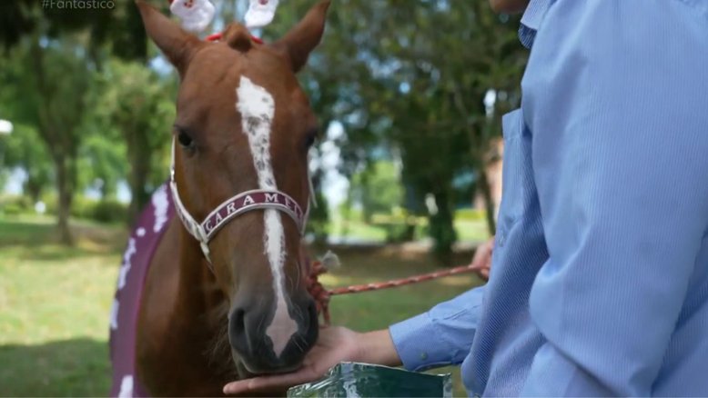 Cavalo Caramelo