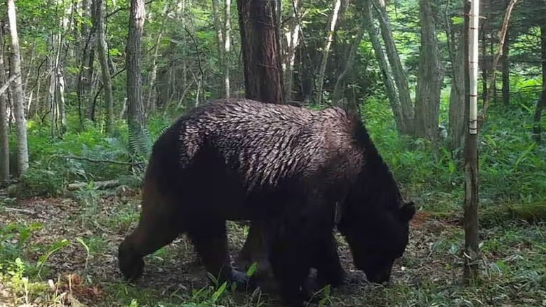 Urso é capturado três dias após invadir supermercado e ferir homem no Japão