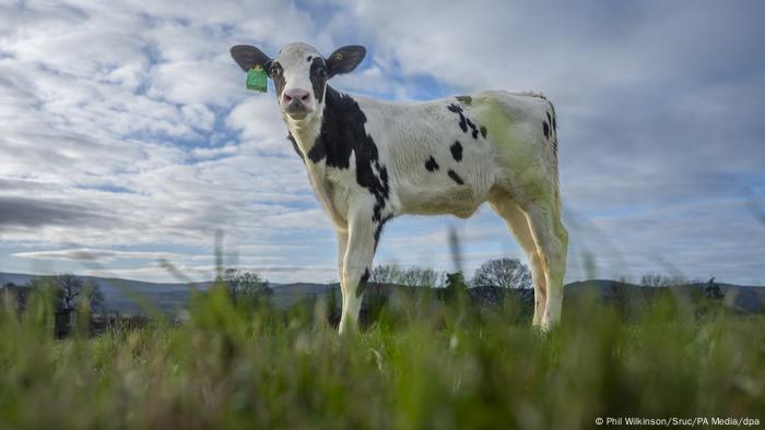 Vaca fertilizada in vitro na Escócia emite menos metano