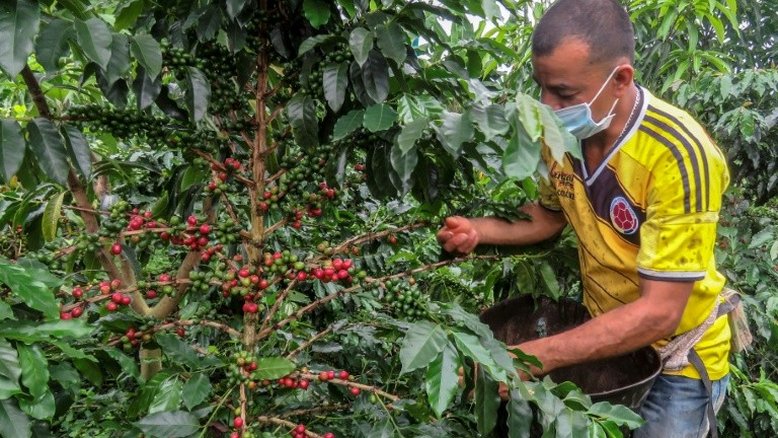 Produção de café cresceu 23% na Colômbia em 2024, a melhor safra em 5 anos