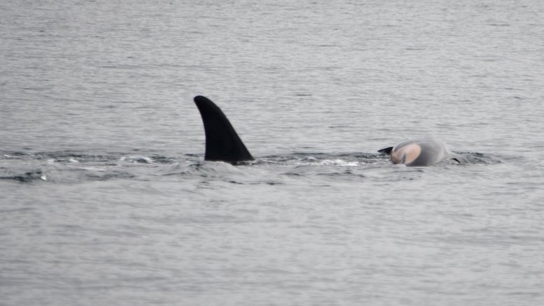 Orca é vista carregando filhote morto pelo Oceano Pacífico; confira imagens