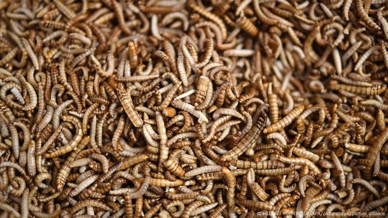 UE libera farinha de inseto em alimentos. Quebra de um tabu?