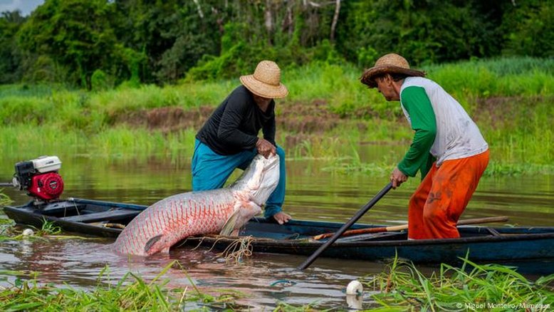 Como a seca ameaça a pesca do pirarucu na Amazônia