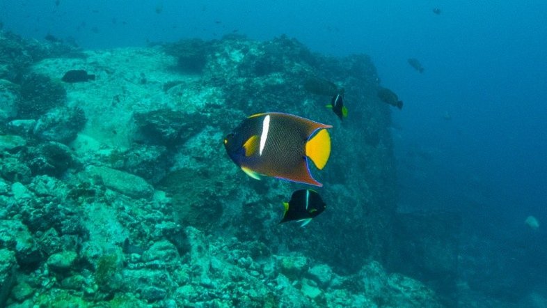 Números alarmam cientistas e agitam o debate na COP16