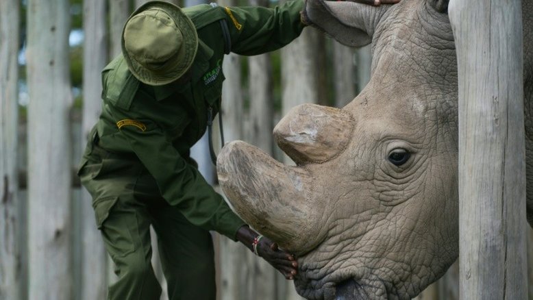 Cientistas se empenham para salvar espécie de rinoceronte à beira da extinção