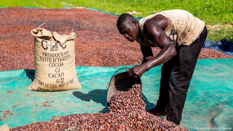Como a crise global do cacau fez os preços do chocolate disparar