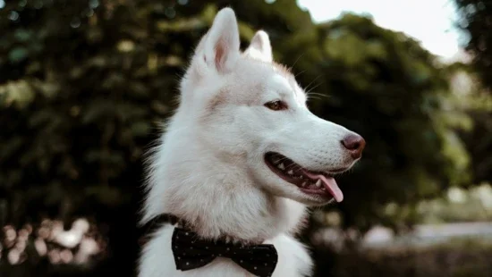 cao--cachorro