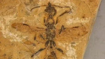 fossil