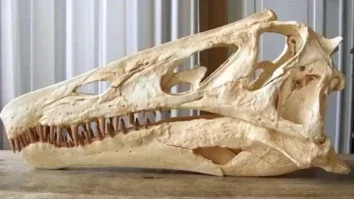 fossil-irritator-foto