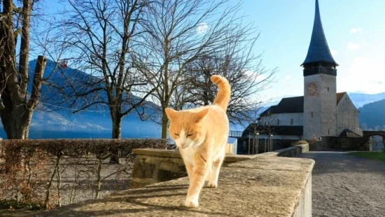 gato-pixabay-paula-guerreiro