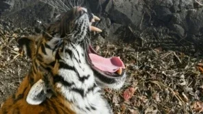 Violência armada em estado mexicano força transferência de centenas de animais selvagens