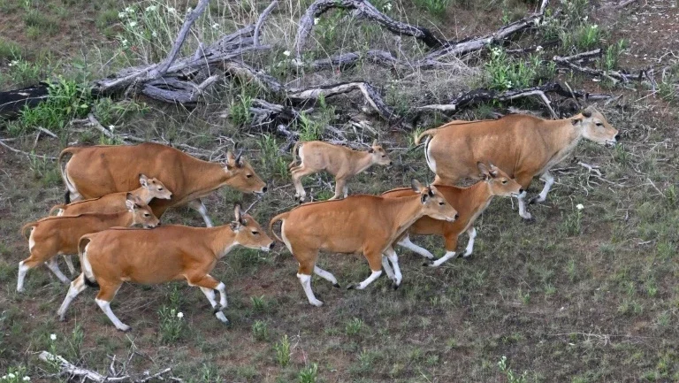 Espécie em perigo de extinção é guiada por helicóptero no Camboja até reserva florestal