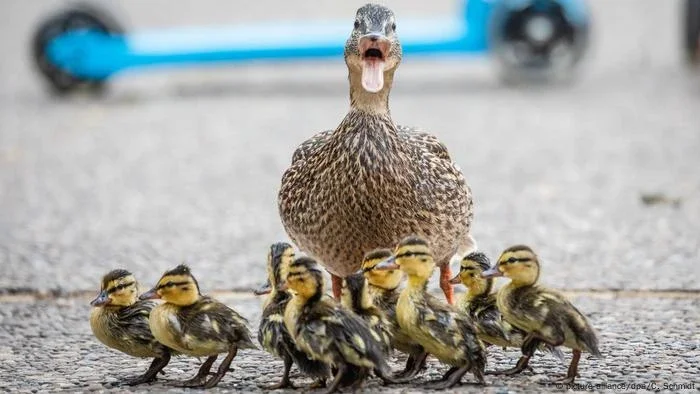 Radar na Suíça flagra, pela 2ª vez, pato em alta velocidade