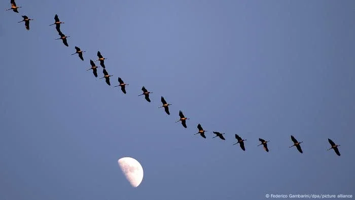 Como as mudanças climáticas alteram a migração das aves