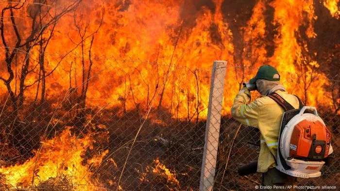 Incêndios causaram perda mundial recorde de florestas em 2024