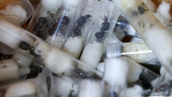 Cinco mil formigas colocam contrabando de animais em foco