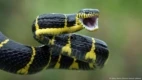 Cientistas podem estar mais perto de criar antídoto universal para picadas de cobra
