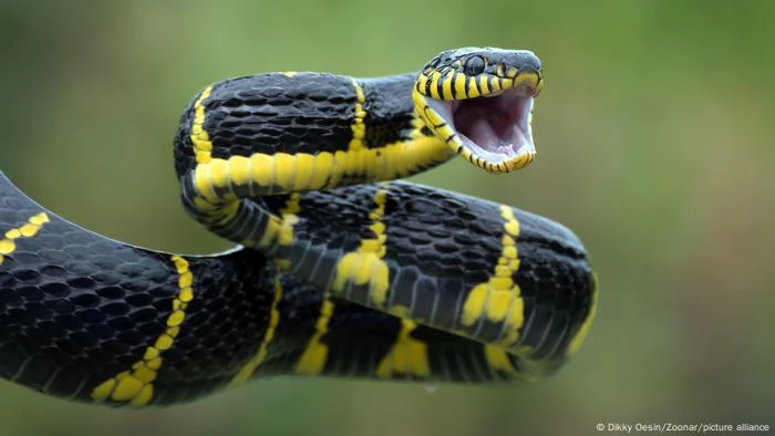 Cientistas podem estar mais perto de criar antídoto universal para picadas de cobra
