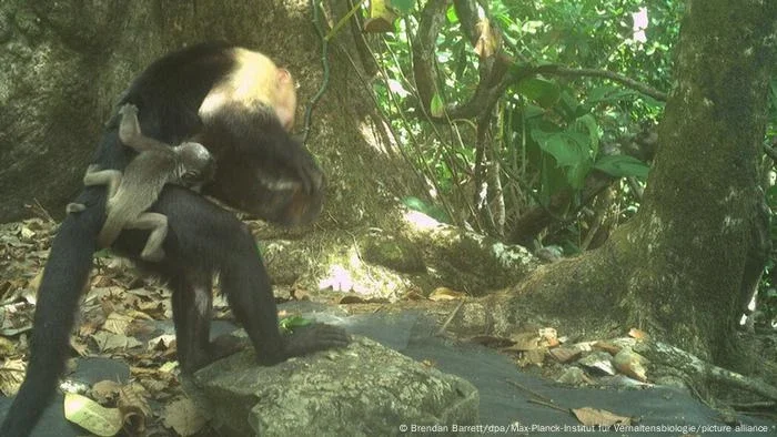 Macacos-prego sequestram filhotes de bugios por tédio