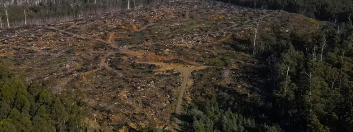 Madeireiros derrubam florestas nativas na Tasmânia