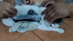 Gato capturado transportando drogas em presídio na Costa Rica