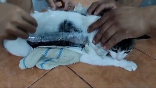 Gato capturado transportando drogas em presídio na Costa Rica