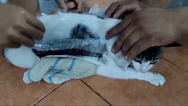 Gato capturado transportando drogas em presídio na Costa Rica