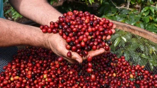 cafe-serra-negra
