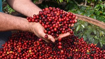 cafe-serra-negra